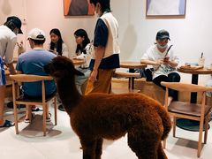 -Heymao猫咖.咖啡厅(东门店)