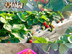 -美的鹭湖森林度假区