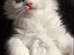 -Bastet sally猫舍购宠(静安店)