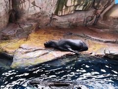 -海合安武汉极地海洋公园