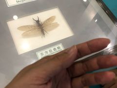 -上海昆虫博物馆