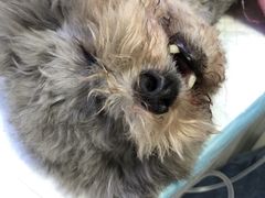 -达爱动物医院·犬猫分区·CT·复杂眼科(远洋山水分院)