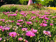 -上海共青森林公园