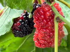 -高记惠州风味楼(惠城店)