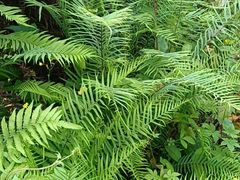 -铁山坪森林公园