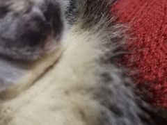 -米苏动物医院·犬猫专科·骨科外科内窥镜