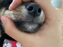 -柴犬小屋·柴餐厅·狗咖食堂(金鼎广场店)