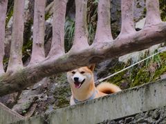 -五泄景区