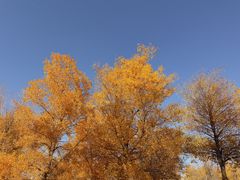 -金塔沙漠胡杨林景区