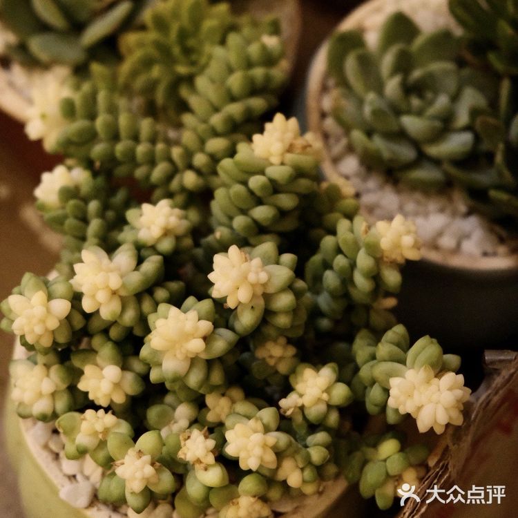 超好逛‼️成都最大的花市🌸
