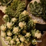 超好逛‼️成都最大的花市🌸