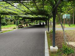 -东平国家森林公园