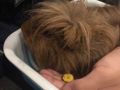 -藦茜花园宠物主题亲子互动体验馆(国顺东路店)
