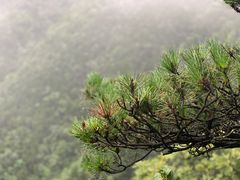 -庐山风景区花径公园