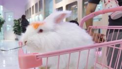 -Moni星球萌宠·小马宝莉·灵蛇·高端高阶全萌宠互动体验俱乐部(红豆国际广场店)