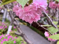 -高东镇樱花园
