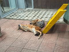 -西霞口神雕山野生动物世界