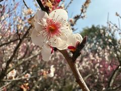 -南京古林公园