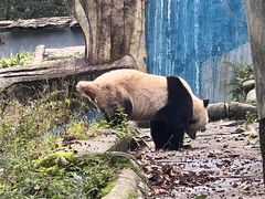 -中国大熊猫保护研究中心雅安碧峰峡基地