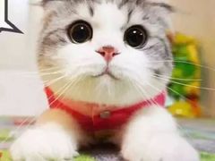 -雪花姐姐(泰华城新天地店)