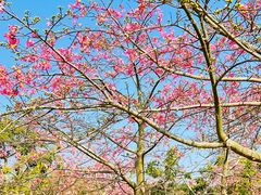 -风云岭森林公园