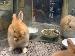 -momokira米努特·德文卷毛猫·棉花面纱犬