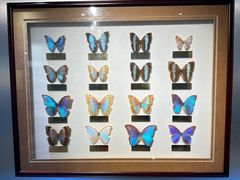 -上海昆虫博物馆