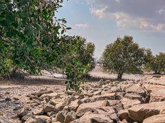 -宝安西湾红树林湿地公园