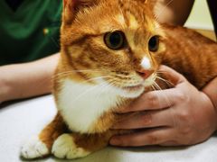 -瑞鹏宠物医院·骨科·猫科·内科(第一中心)