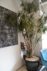 -Hair  Gallery