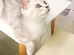 -喵的天空名猫咖啡馆·撸猫·猫舍·用品