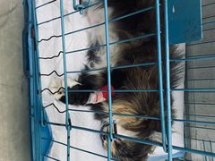 -瑞派福兴宠物医院犬猫全科·骨科·中西医结合(河东店)