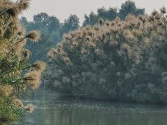 -大湾区中央湿地公园