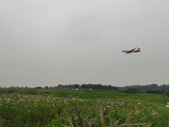 -空港花田景区