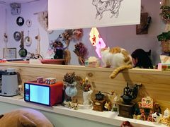 -平行世界·猫咖(首经贸店)