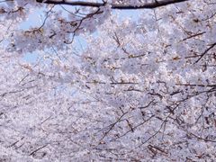 -高东镇樱花园