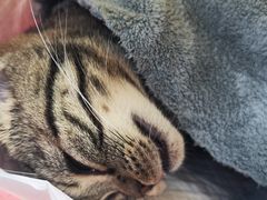 -纳吉亚猫专科动物诊疗中心(蒋宅口分院)