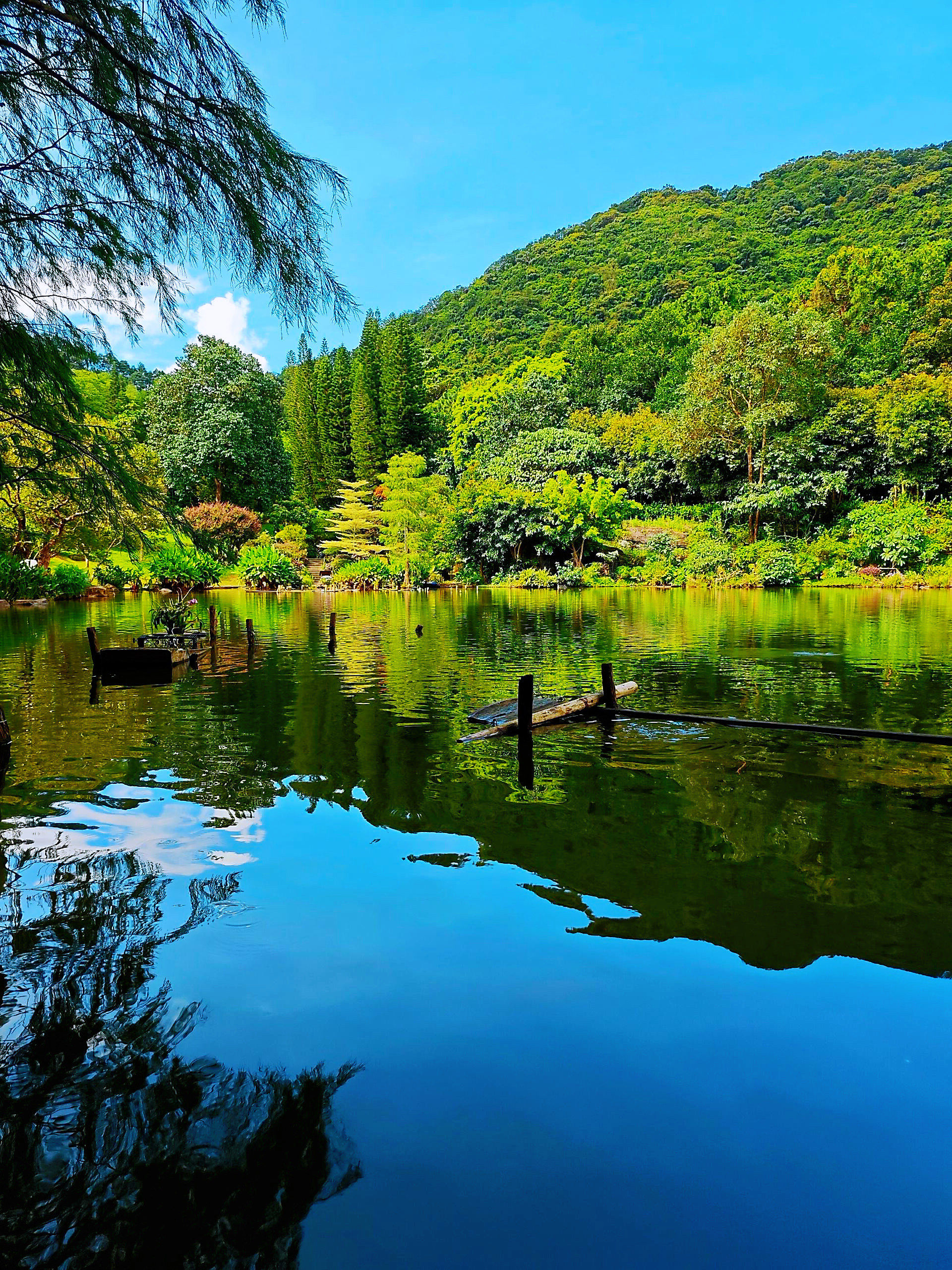 深圳秋日何处去?仙湖植物园等你来赏秋❗️