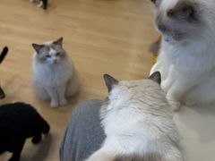 -有喵·猫咖·狗咖·30几只猫10只小狗(岗厦店)