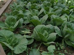 -北京市海淀外国语实验学校