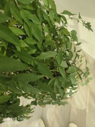 -HEYAN荷妍专业脱毛连锁机构