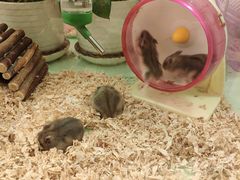 -龙猫仔乐园(惠福东路店)