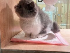 -BABIT巴比特宠物(MOMOPARK店)