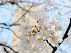 -高东镇樱花园