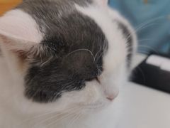 -喵园·猫主题咖啡厅·撸猫·猫咖(国贸店)