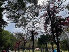 -莲花山公园