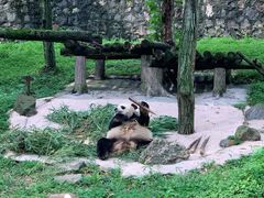 -都江堰中华大熊猫苑