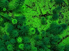 -桤木河湿地公园