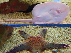 -上海海洋水族馆