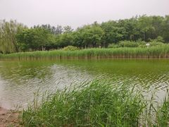 -大兴滨河森林公园